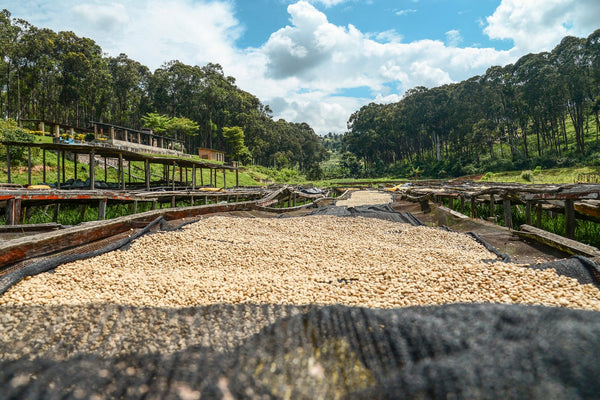 Rwanda - Ubumwe - Filter Roast