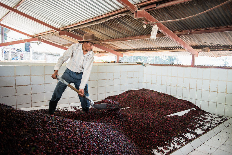 Guatemala Calahute - Espresso Roast