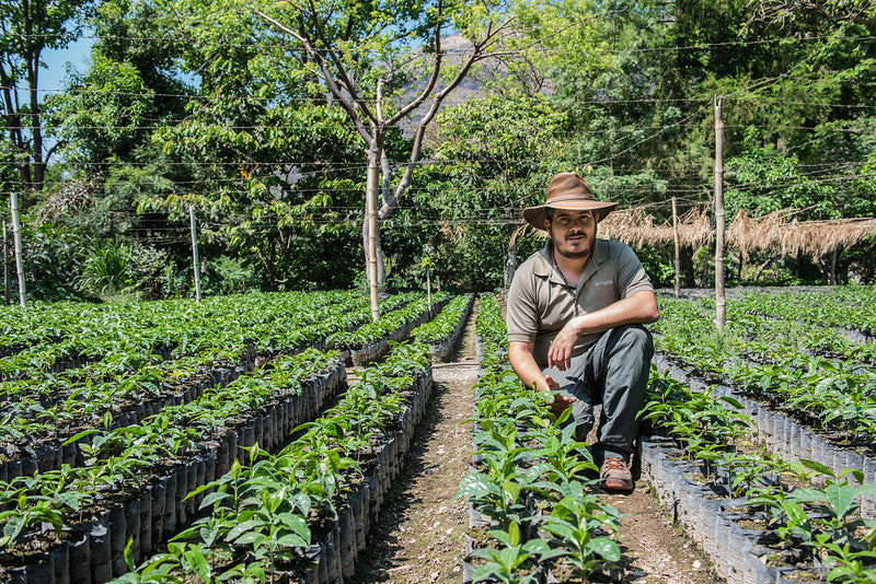 Guatemala Calahute - Espresso Roast